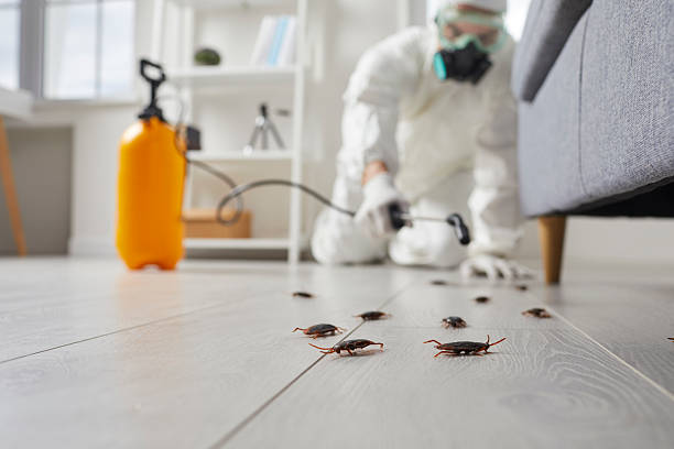 Commercial Kitchen Cockroach Control in Richmond